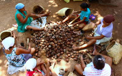 Disponível documentário sobre as quebradeiras de coco do MA e TO
