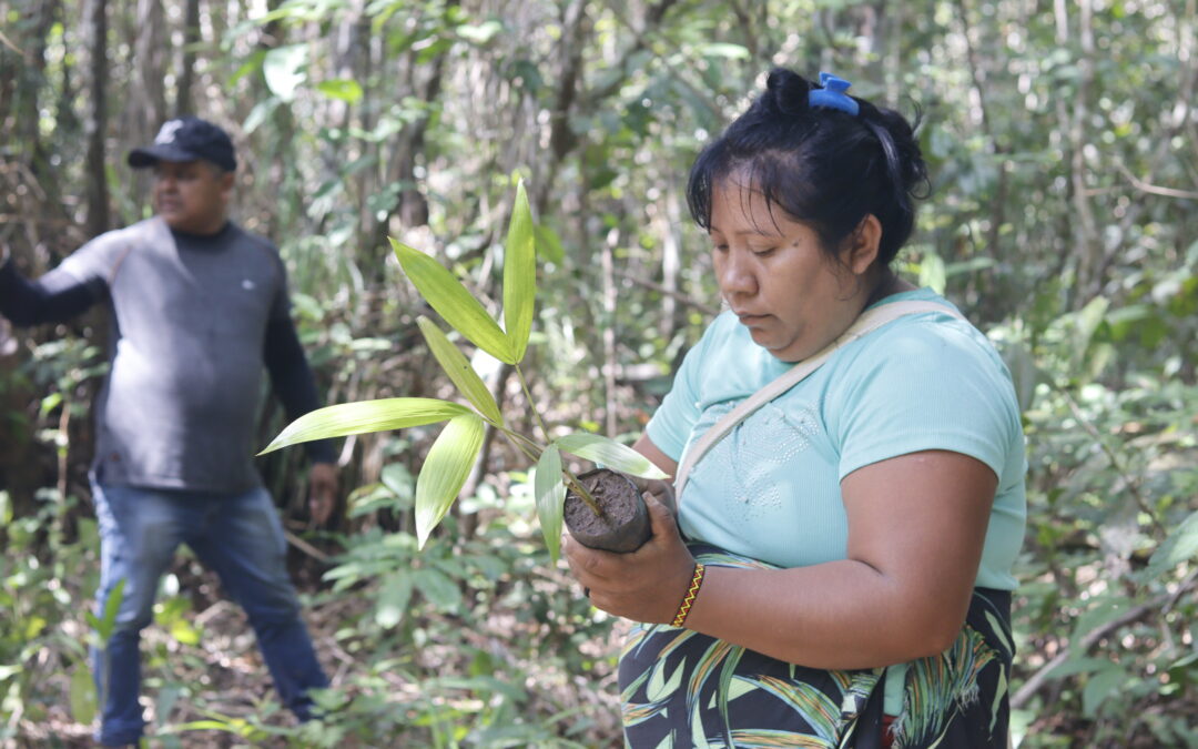 Povo Krikati reage à crise ambiental com restauração, liderança feminina e justiça climática