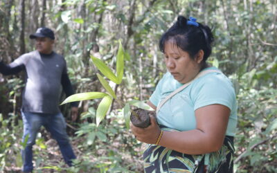 Povo Krikati reage à crise ambiental com restauração, liderança feminina e justiça climática